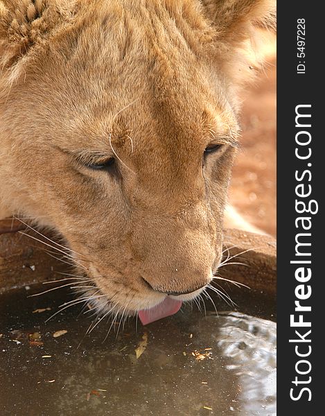 lioness drinking water at waterhole in wild. lioness drinking water at waterhole in wild