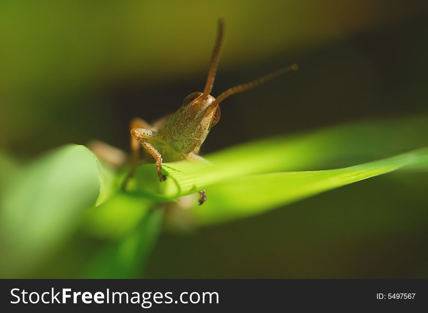 The grasshopper is hidden in a grass, morning, the bright sun, summer. The grasshopper is hidden in a grass, morning, the bright sun, summer