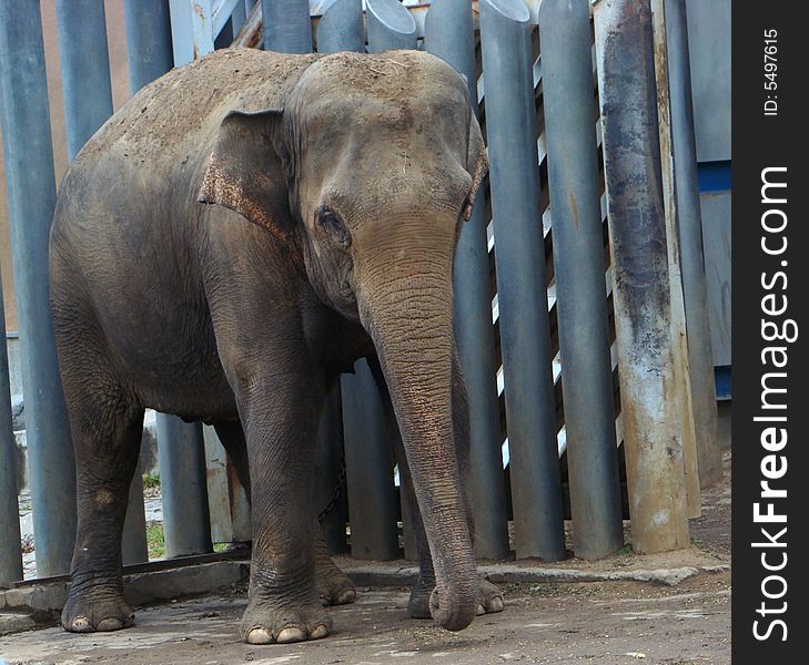 Cub Of The Indian Elephant (Elephas Maximus)