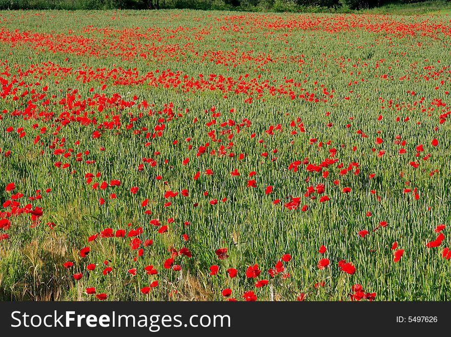 Field of Poppies