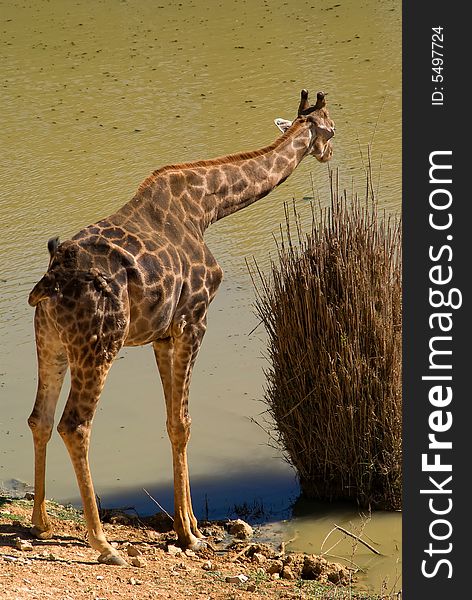 The single giraffe in Jerusalem Zoo