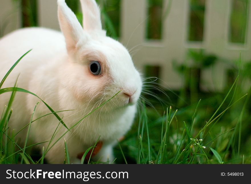 White rabbit near the fence