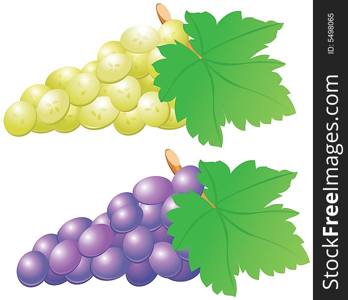Two  bunches of red and white grape on the white background. Two  bunches of red and white grape on the white background