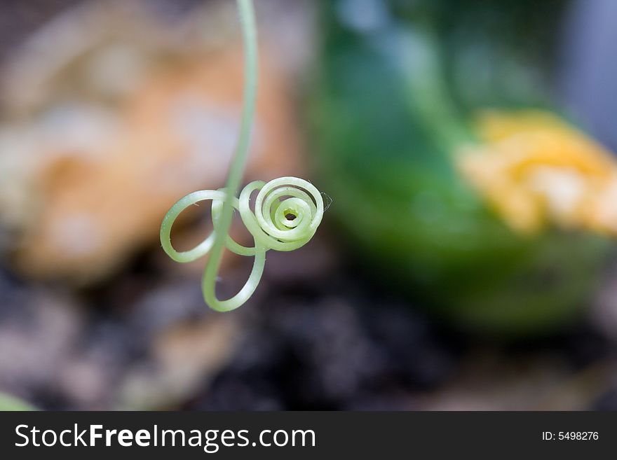 Tendril of a cucumber on green flower's blurry background