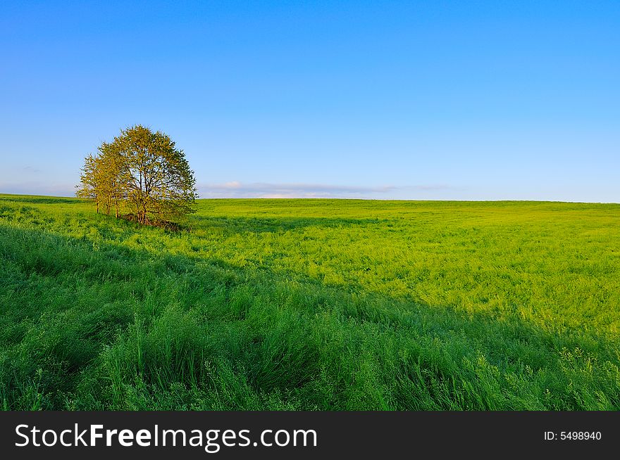 A Lonely Tree on a meadow. A Lonely Tree on a meadow