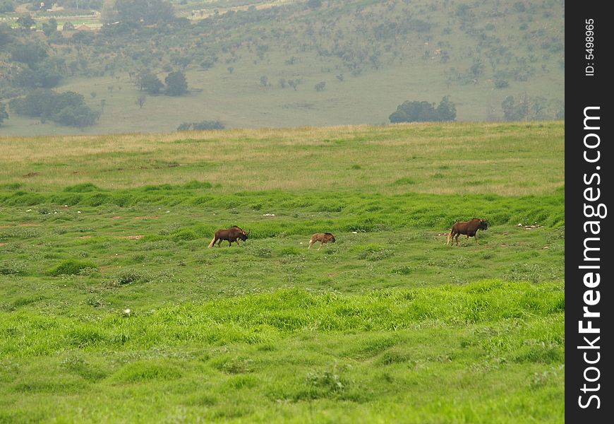 Blue Wildebees Herd