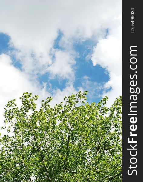 Green leafs on the tree and blue sky with clouds. Green leafs on the tree and blue sky with clouds