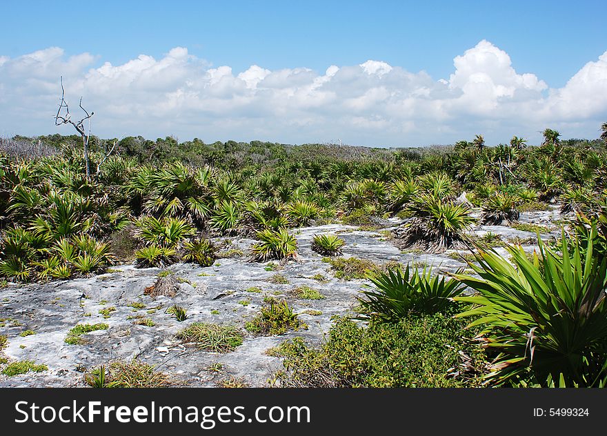 The whole Yucatan peninsula is maiden of a limestone as this land in Tulum archaeological site, Mexico. The whole Yucatan peninsula is maiden of a limestone as this land in Tulum archaeological site, Mexico.