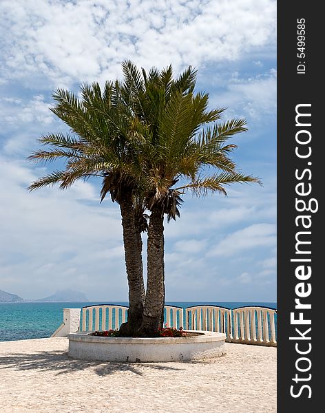 A big palm on the sea - promenade.