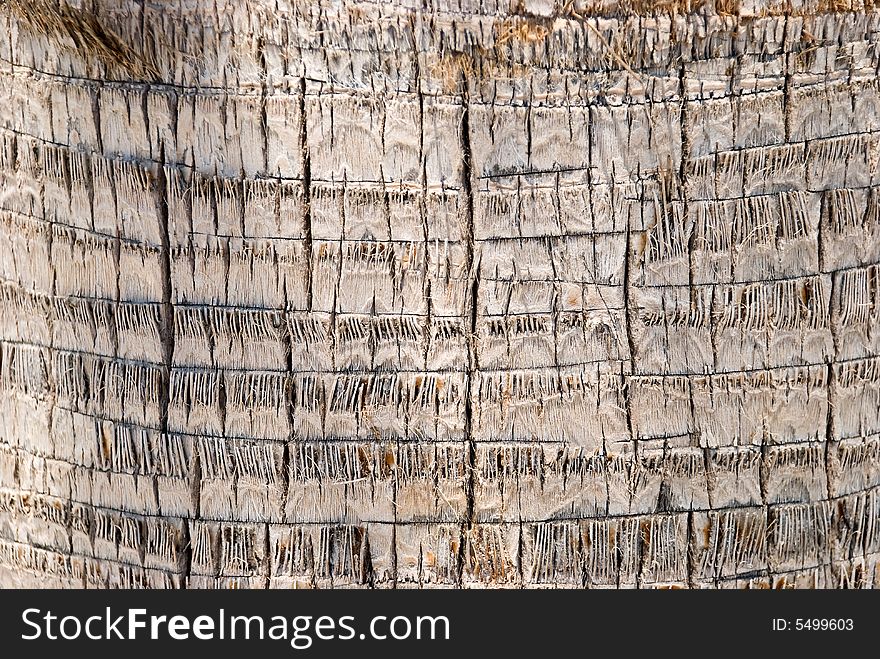 bark of a tree-palm bark structure.