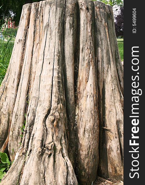 Tree trunk in park showing weathered roots