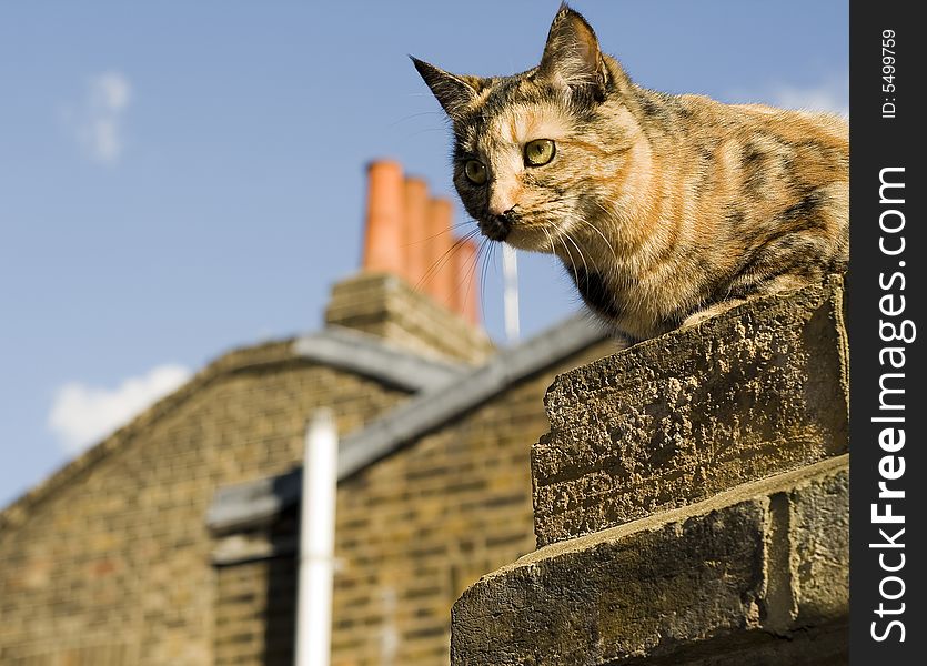 A cat on a rooftop