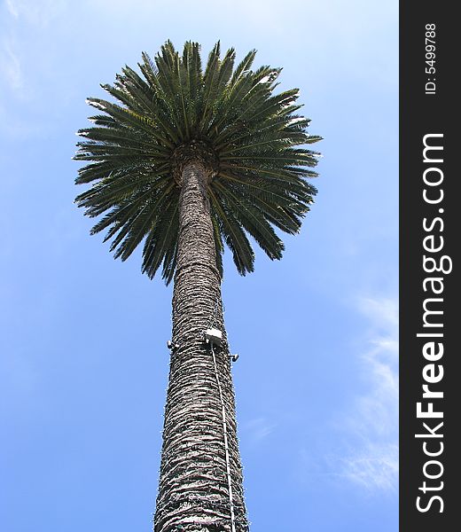 California Palm in front of an old downtown Oakland building