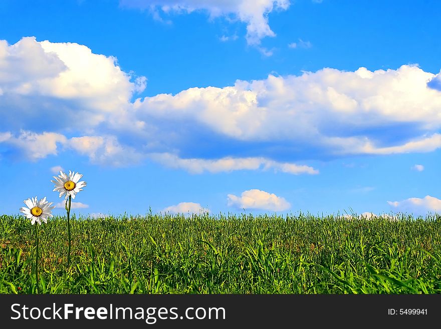 Shasta Daisies In Green Grass Against Blue Sky