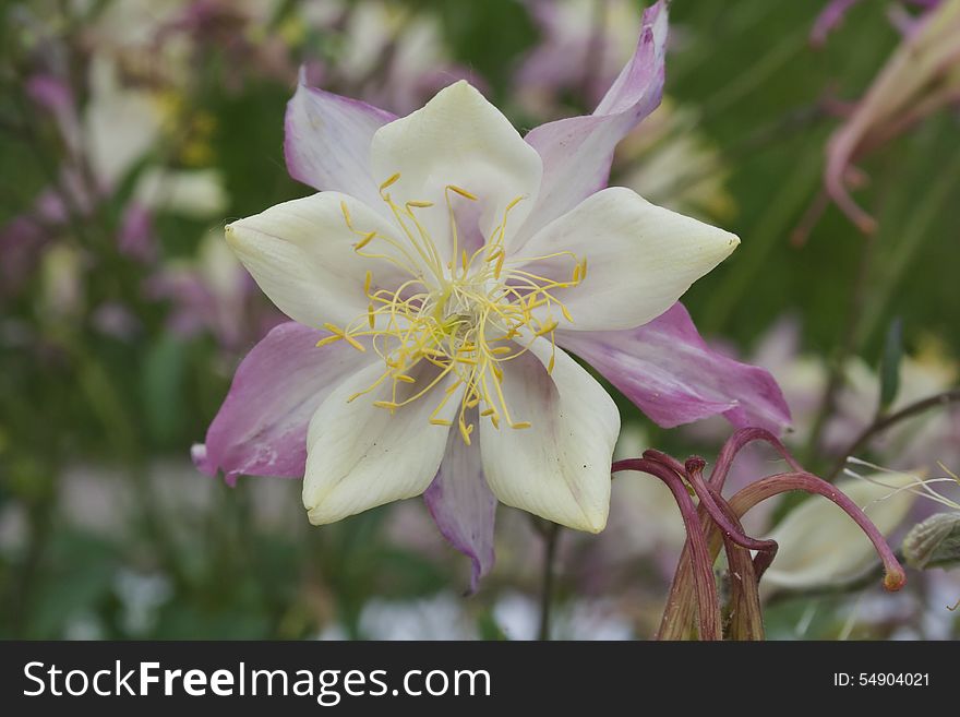 Light pink columbine flower on a summer day. Light pink columbine flower on a summer day