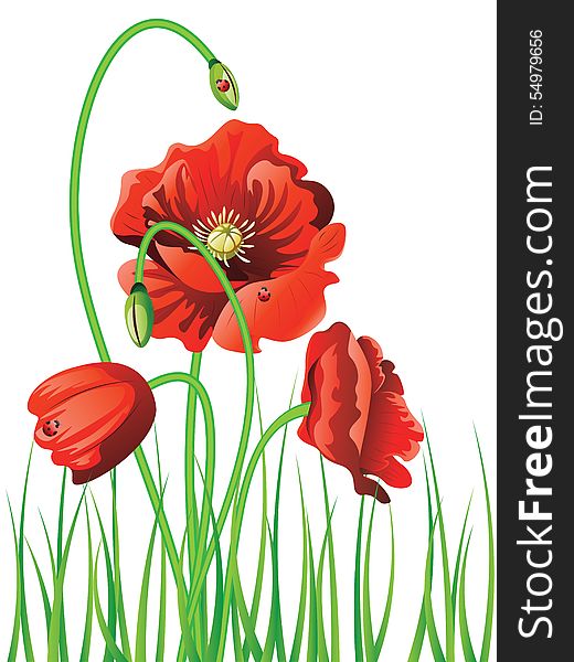 Bright red poppy flowers with green grass background. Bright red poppy flowers with green grass background.