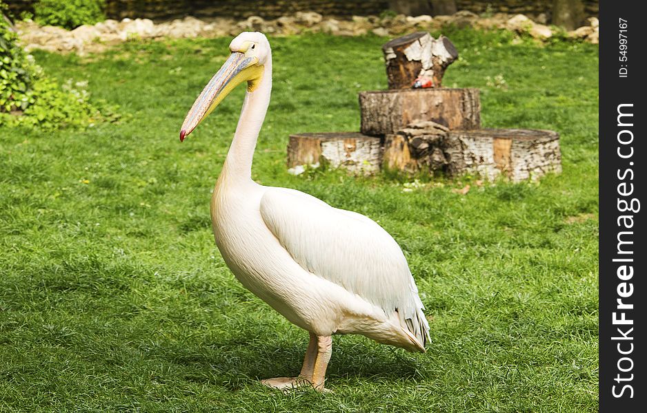 Pelican In Zoo