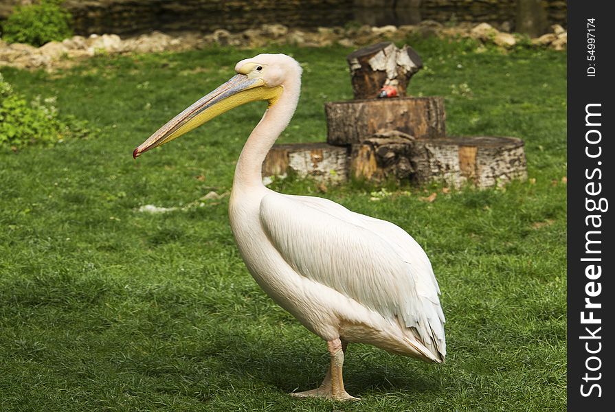 Pelican in zoo close up