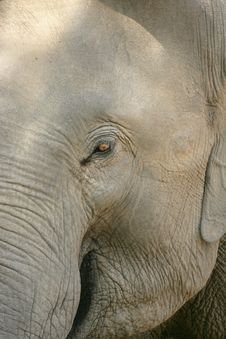 Cambodian Elephant Stock Images