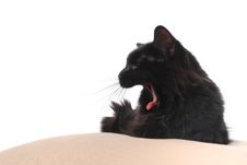 Tired Cat On Cushion Stock Images Tired Cat On Cushion Stock Images