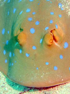 Blue Spotted Ray Royalty Free Stock Photography Blue Spotted Ray Royalty Free Stock Photography