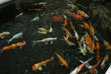 The Koi Pond Stock Photo The Koi Pond Stock Photo