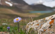 Alpine Meadow 2 Royalty Free Stock Images Alpine Meadow 2 Royalty Free Stock Images