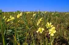 Springtime Coastal Meadow Stock Photo Springtime Coastal Meadow Stock Photo