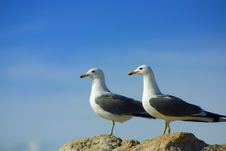 Two Seagulls On Rocks Stock Images
