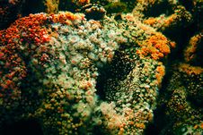 Many Sea Anemone Stock Image Many Sea Anemone Stock Image