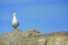 Awkward Seagull Stock Images Awkward Seagull Stock Images