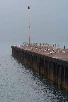 Seagulls On Rainy Pier Stock Photo