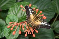 Brown Clipper Butterfly Stock Images