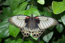 The Great Mormon Butterfly Stock Photo The Great Mormon Butterfly Stock Photo
