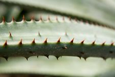 Thorns Stock Photo Thorns Stock Photo