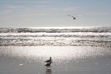 Seagulls In The Surf Royalty Free Stock Photography Seagulls In The Surf Royalty Free Stock Photography