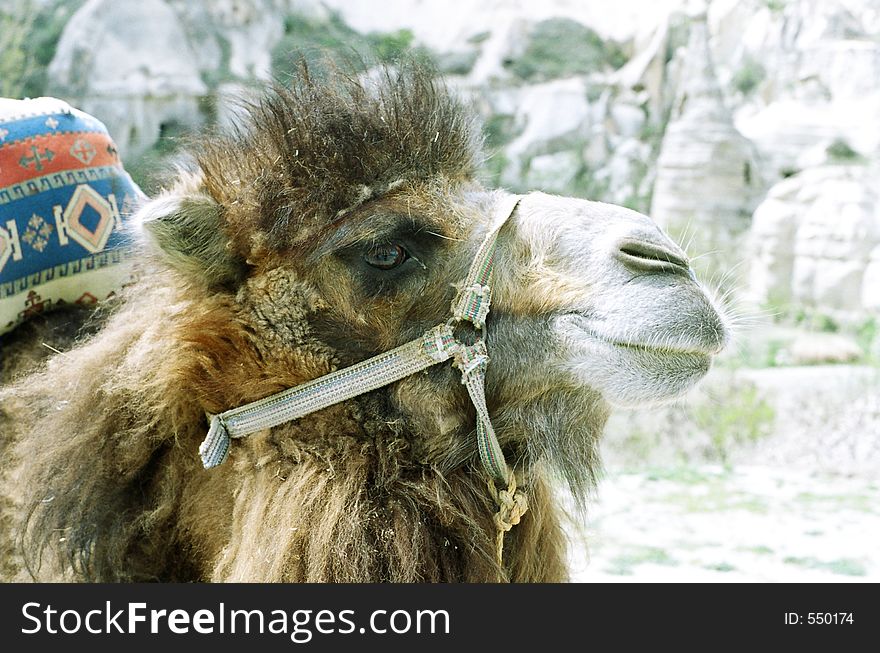 Picture of a camel in Cappadocia, Turkey