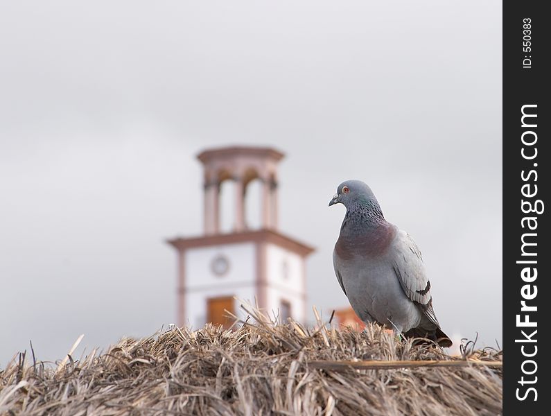Pigeon looking at the clock on the building