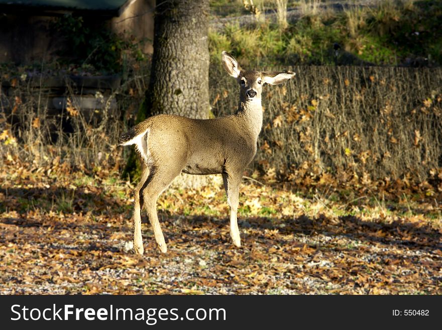 Young Deer in Standing Woods Looking at Camera. Young Deer in Standing Woods Looking at Camera