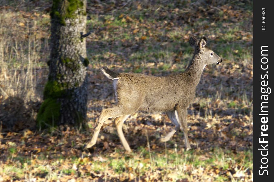 Young Deer Running