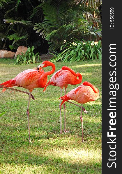 Three pink flamingoes in a tropical setting. Three pink flamingoes in a tropical setting