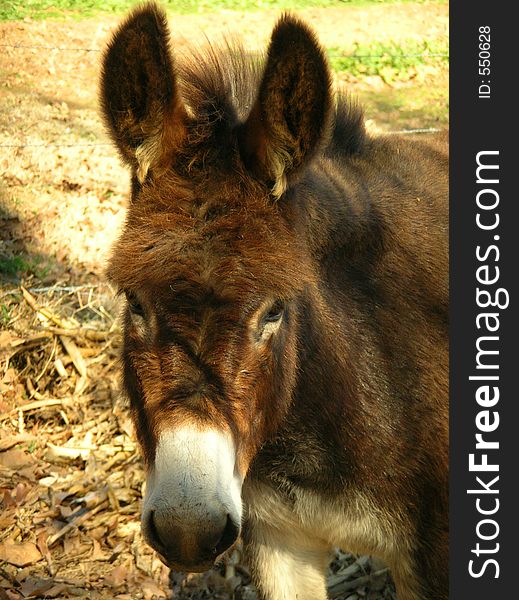 Close up image of a Donkey. Close up image of a Donkey