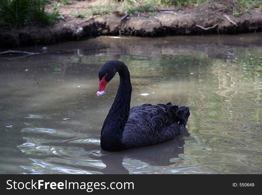 Black Swan at Healesville Sanctuary