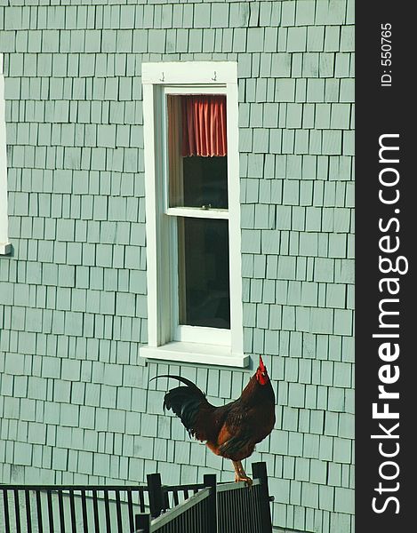 A rooster standing on a fence by the window. A rooster standing on a fence by the window