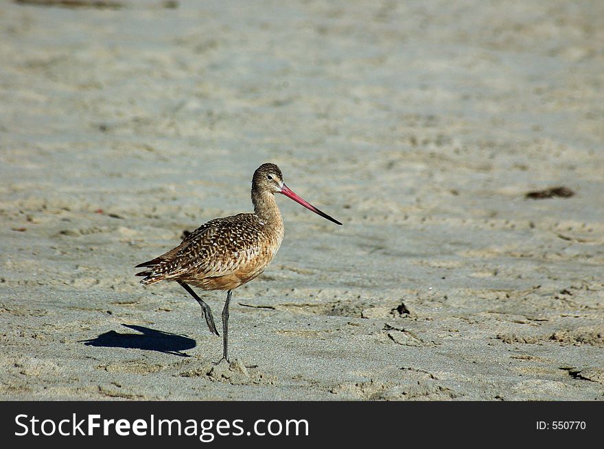 Some seabirds on the beach