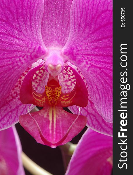 The intricate center portion of a bright pink Phalenopsis orchid. The intricate center portion of a bright pink Phalenopsis orchid