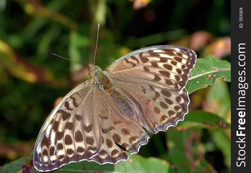 Argynnis Paphia.