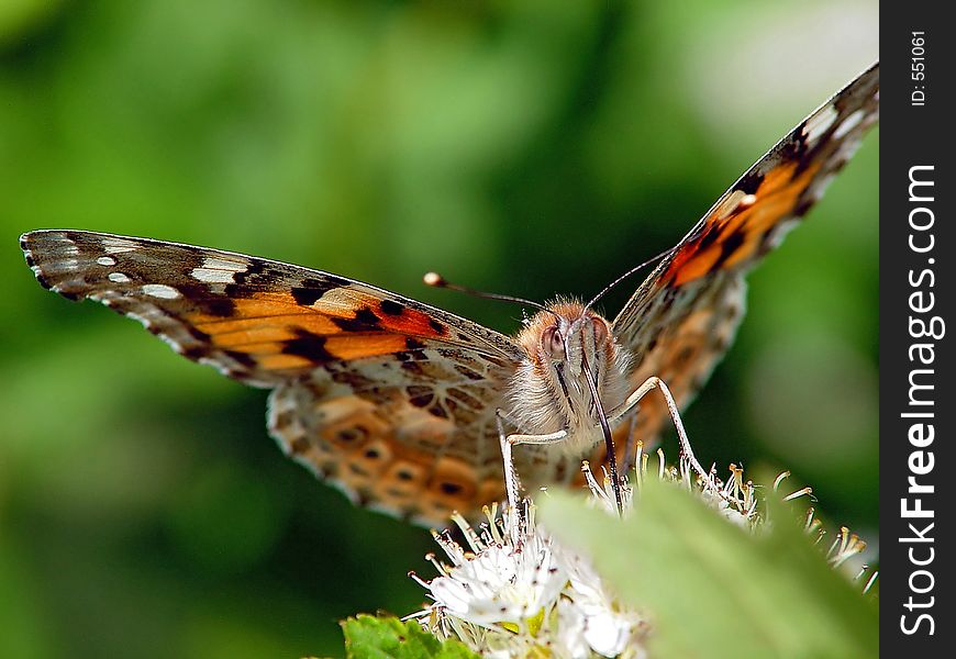 The butterfly meets often, flies in gardens. The photo is made in Moscow areas (Russia). Original date/time: 2004:05:19 10:26:04. The butterfly meets often, flies in gardens. The photo is made in Moscow areas (Russia). Original date/time: 2004:05:19 10:26:04