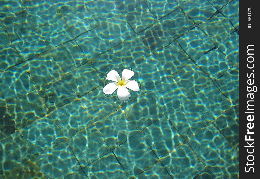 White Frangipani in Pool