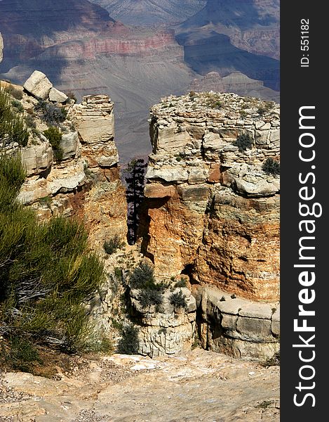 Pine Tree on South Rim. Pine Tree on South Rim